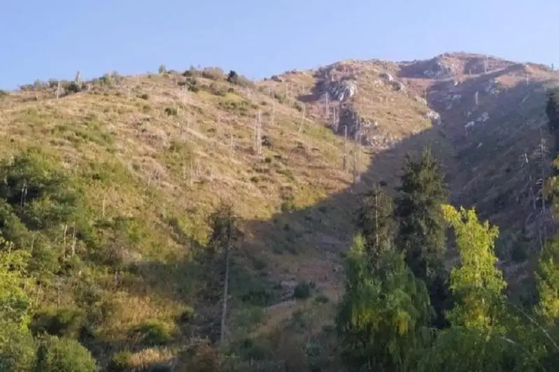 Более 140 тысяч саженцев деревьев и кустарников высадят в Алматы