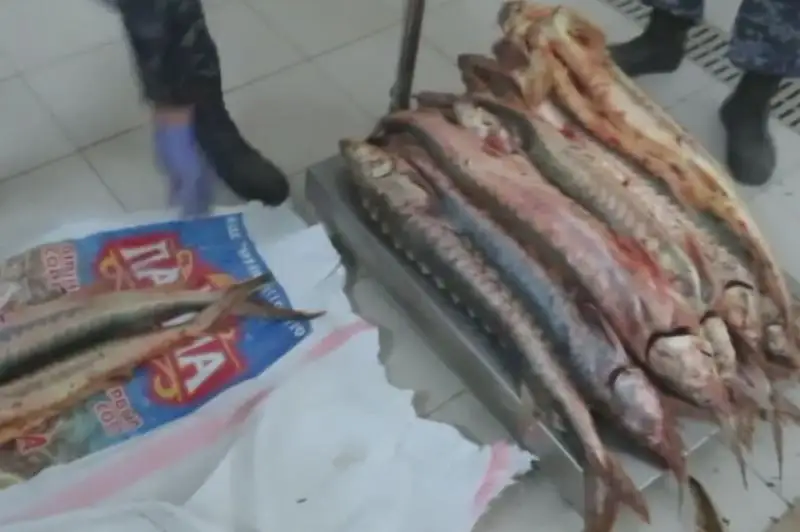 Браконьера с 41 рыбиной осетровых пород задержали в Атырау