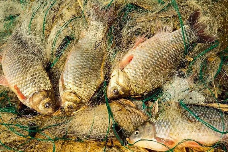 Почти 90 кг белого амура и сазана незаконно выловили рыбаки в Алматинской области