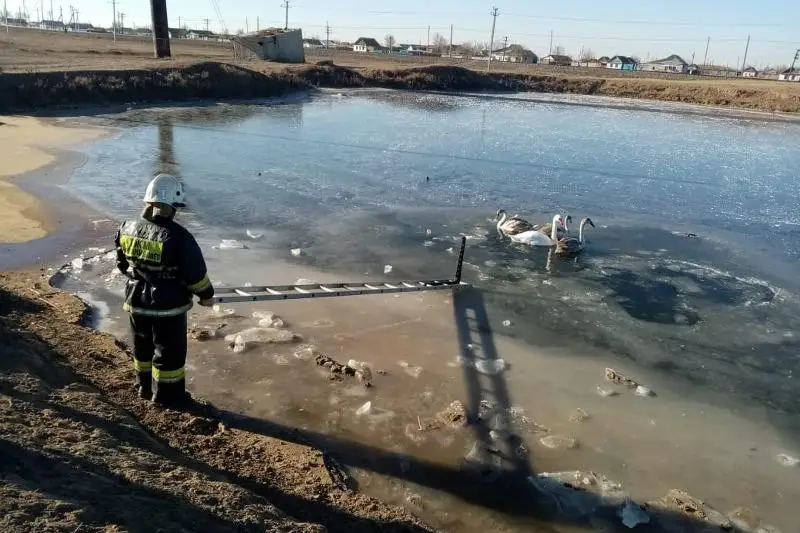 Примерзших ко льду лебедей спасли в ЗКО