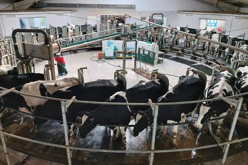 Пандемия не помеха: как развиваются крестьянские хозяйства Костанайской области