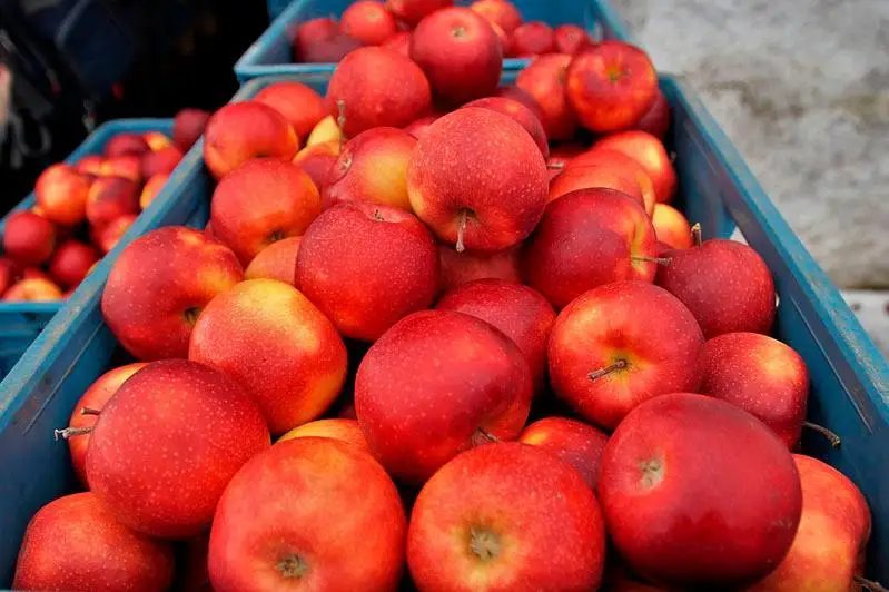Фрукты с таблетками: уголовное дело прекратили в СКО