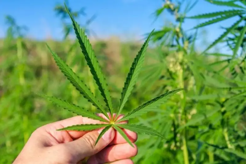 Марихуану выращивал в огороде житель Тараза