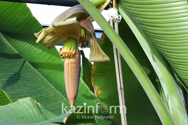 Штрафы на 110 млн тенге выписаны за  нарушения в области карантина растений