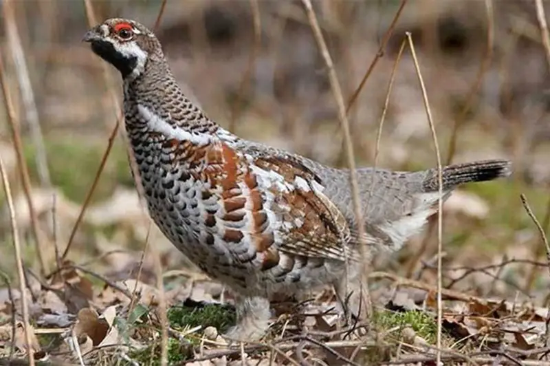 За охоту на краснокнижных птиц задержан житель Туркестанской области