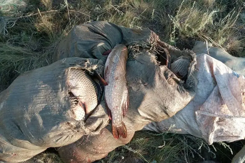 Свыше 200 нарушений выявлено в рамках рыбоохранной акции в ВКО