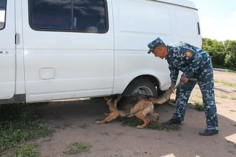Более 800 преступлений помогли раскрыть служебные собаки в Акмолинской области