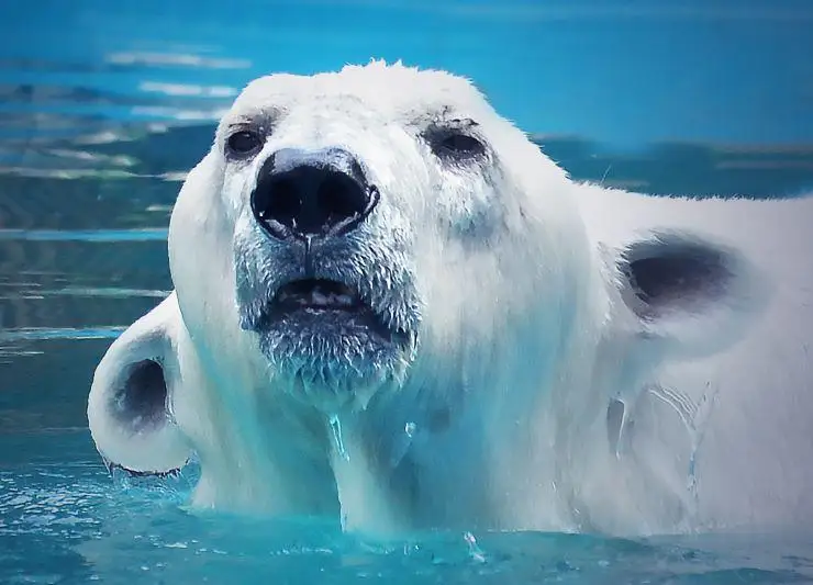 Куда пропал долгожитель алматинского зоопарка - полярный мишка Алькор