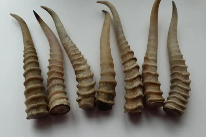 167 рогов сайги изъяли у браконьеров в Актюбинской области