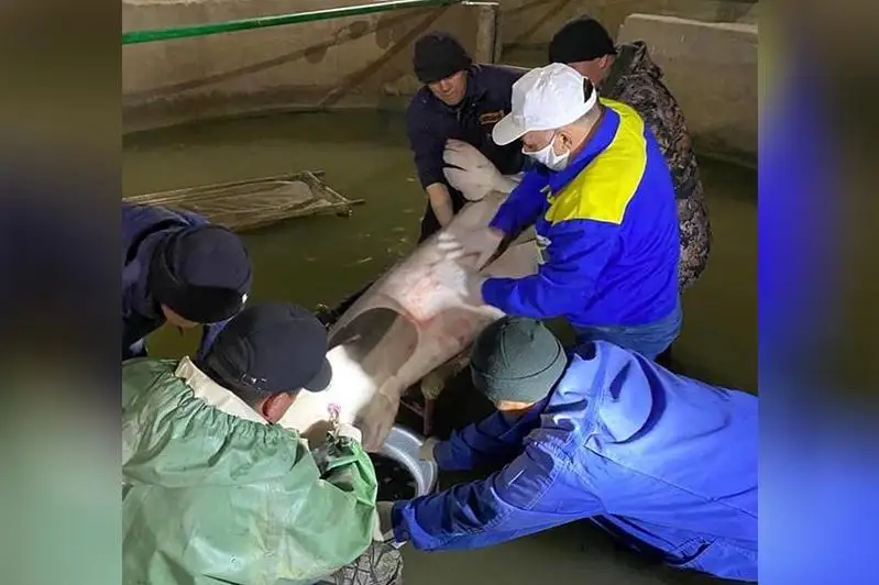 В Атырау от белуги получили 22 кг икры, сохранив жизнь рыбе