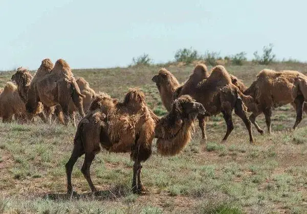 Верблюды в Мангистау страдают от неизвестной болезни