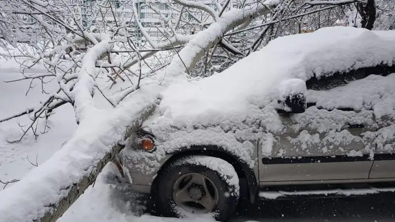 В Алматы упавшая под тяжестью снега ветка травмировала человека