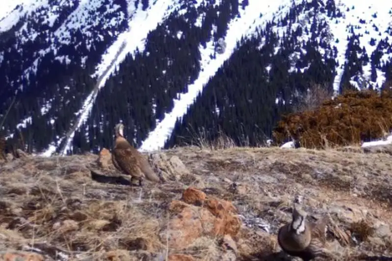 Краснокнижных животных поймала фотоловушка в горах близ Алматы