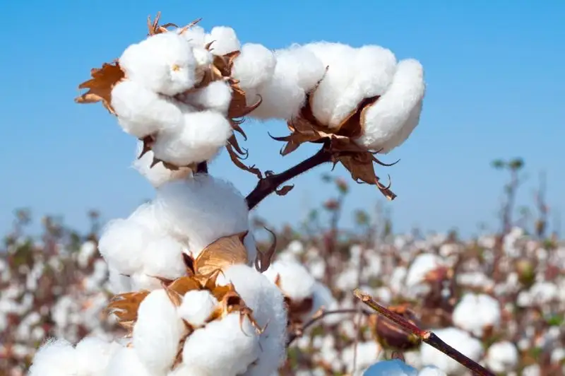 Неэффективную систему хлопковых расписок планируют дерегулировать в Казахстане