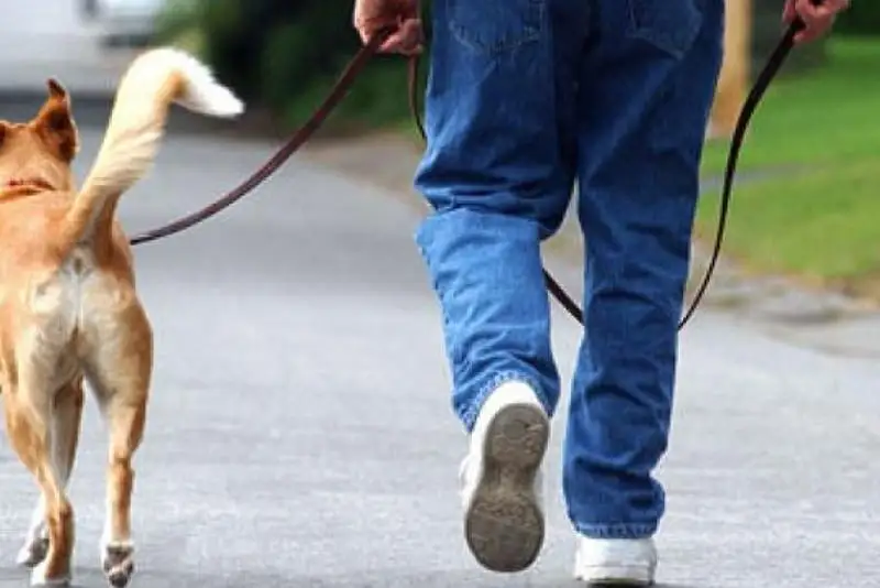 Ужесточение карантина в Нур-Султане: как жители будут выгуливать животных