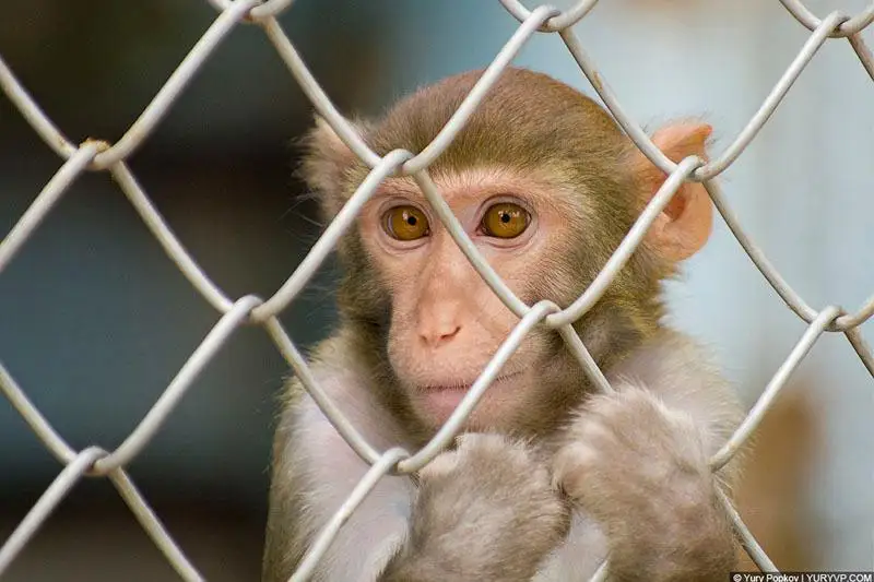 26 обезьян пытался незаконно провести россиянин
