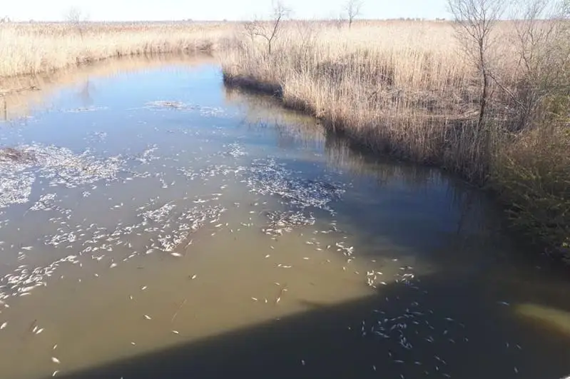 Около 4 тонн погибшей рыбы собрали в природном резервате «Акжайык»