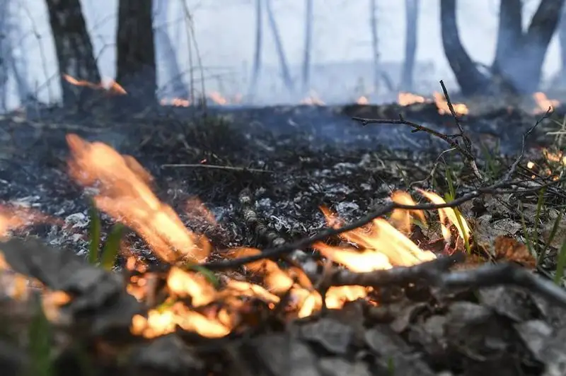 В Иркутской области горит более 650 тысяч га леса