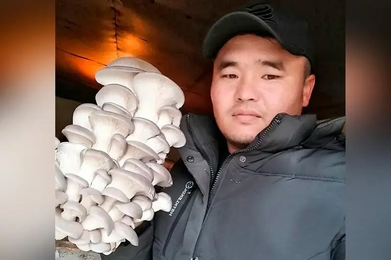 Выращивание грибов принесло огромную прибыль жителю Туркестанской области