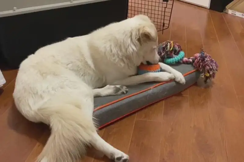 Собака, попавшая в руки живодера в Атырау, нашла новый дом в США