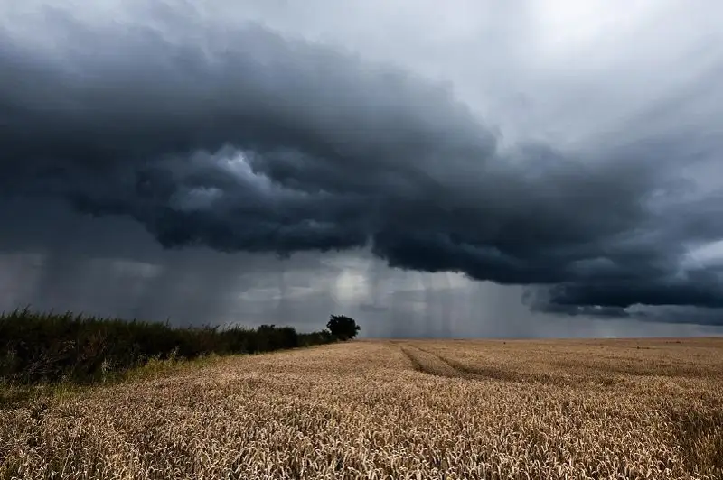 Прогноз погоды на период уборки дали в СКО