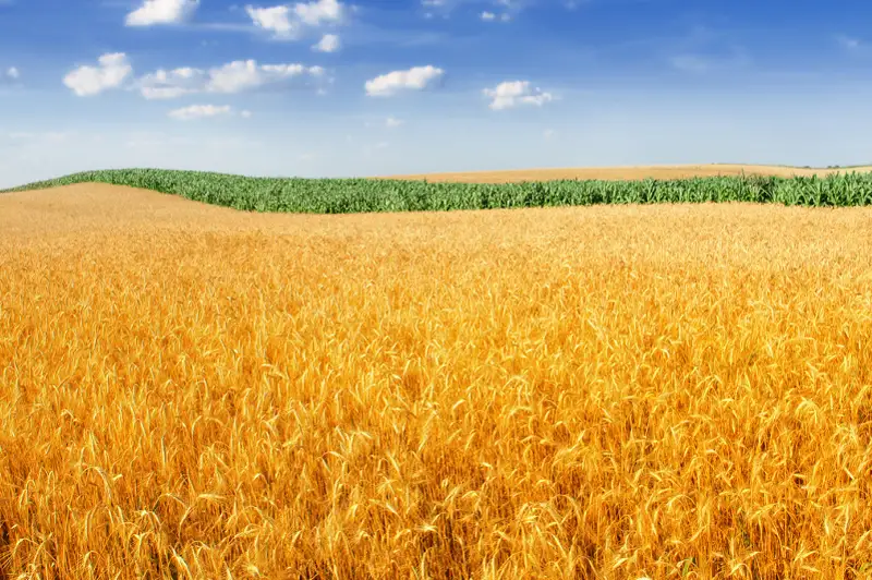 Современный комплекс по сушке и очистке семян появился в Бухар-Жырауском районе Карагандинской области