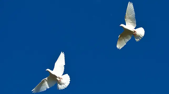 Пять сотен белых голубей взмыли в небо над Атырау