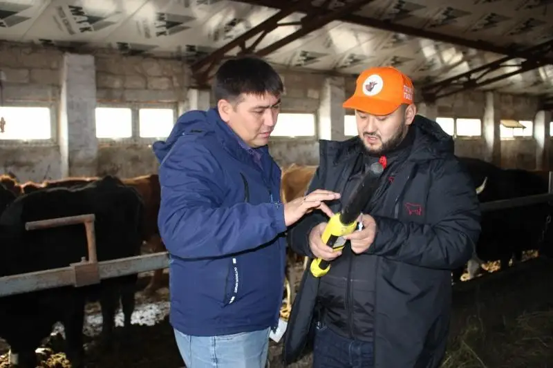 Цифровому учету скота обучают актюбинских фермеров
