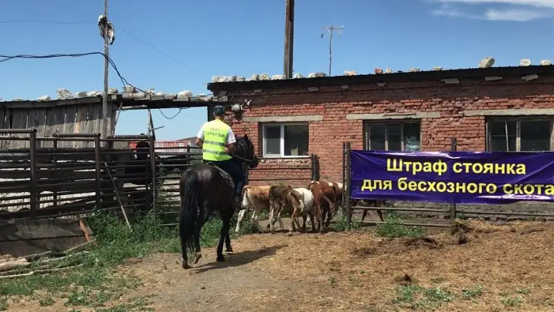 Более семи тысяч голов скота водворили с начала года на «штрафстоянку» в ВКО
