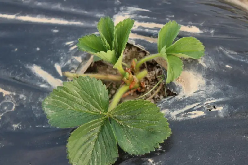 Сарыагашские аграрии взялись за выращивание клубники