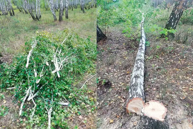 За спил деревьев на дачном участке грозит штраф жителю Петропавловска