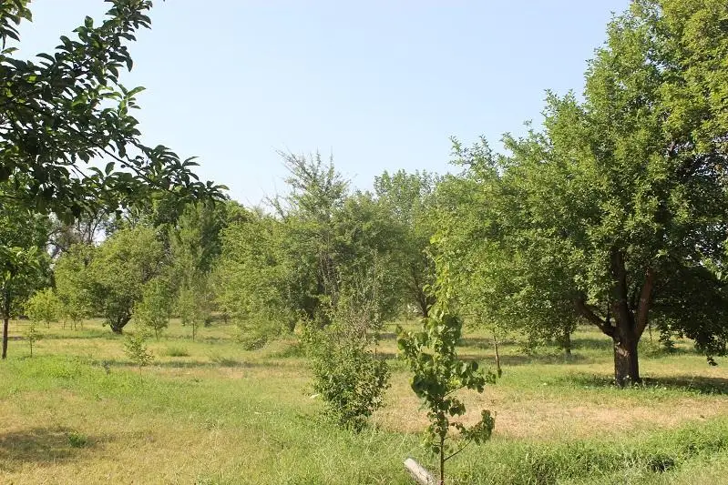 «Зеленый пояс» создают вокруг Тараза