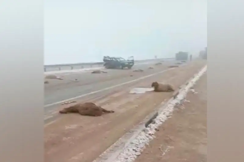 Пастух с отарой и лошадью попали в ДТП в Жамбылской области