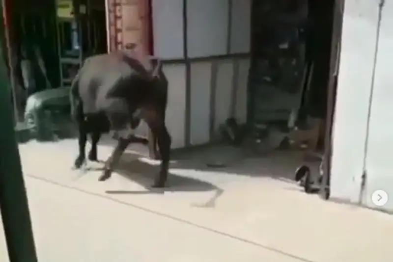 Коррида в Алматинской области: разъяренный бык разгромил рынок