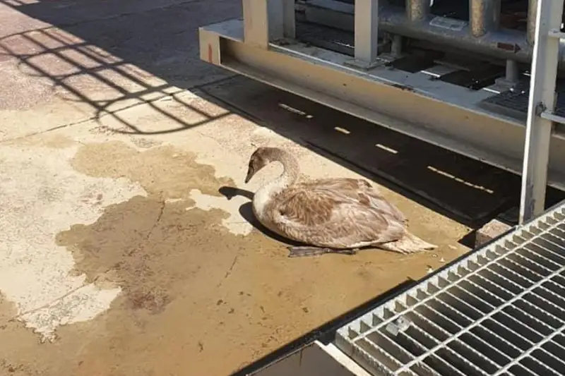 Раненого птенца лебедя выходили и отпустили в озеро вахтовики в Атырауской области