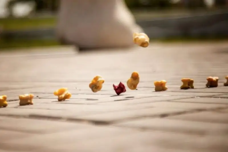 Сборная Акмолинской области по асық ату стала призером чемпионата страны