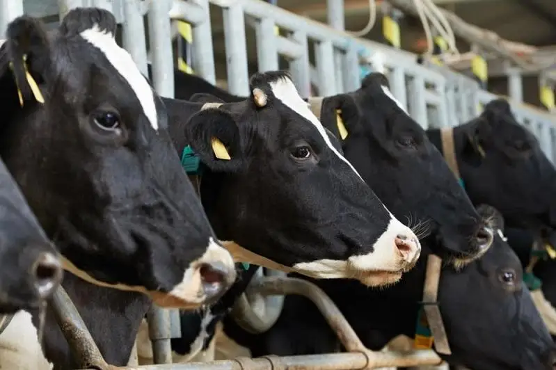 800 голов скота из Ирландии завезут в Северный Казахстан