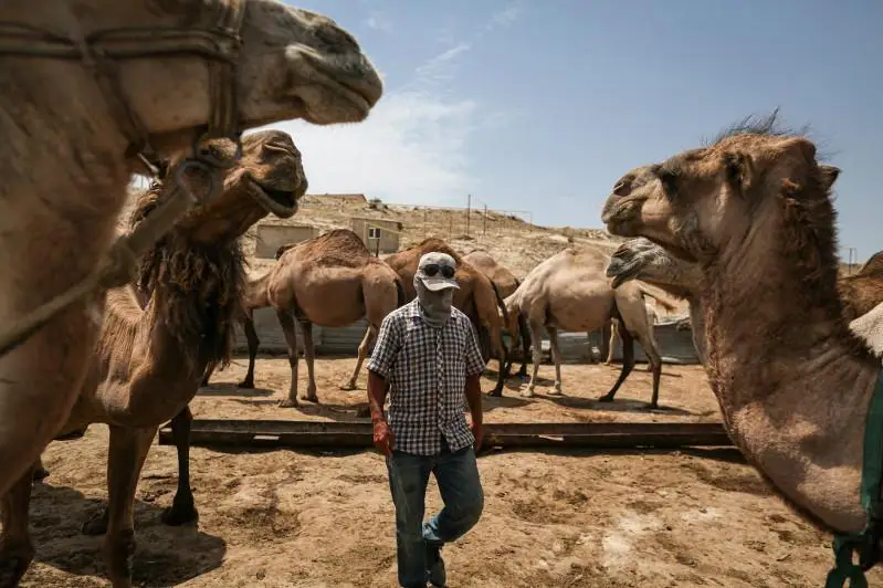 Американское издание рассказало об особенностях казахстанских верблюдов
