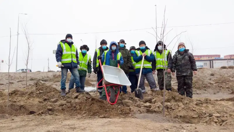 825 деревьев высадят вдоль трассы в Атырауской области