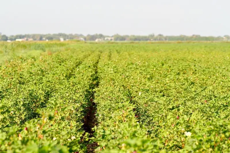 Пострадавшие от подтопления посевные площади снова засеяли в Туркестанской области