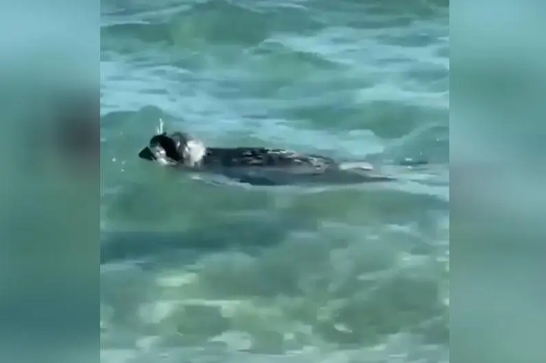 Это дикость просто - Касым-Жомарт Токаев об издевательствах над тюленями на Каспии