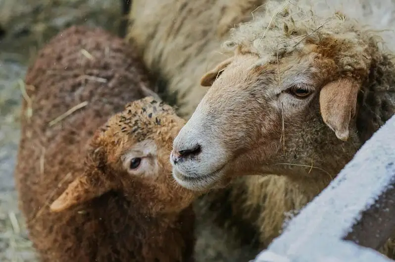 Мужчина незаконно вез 160 голов мелкого рогатого скота​ в Павлодарскую область