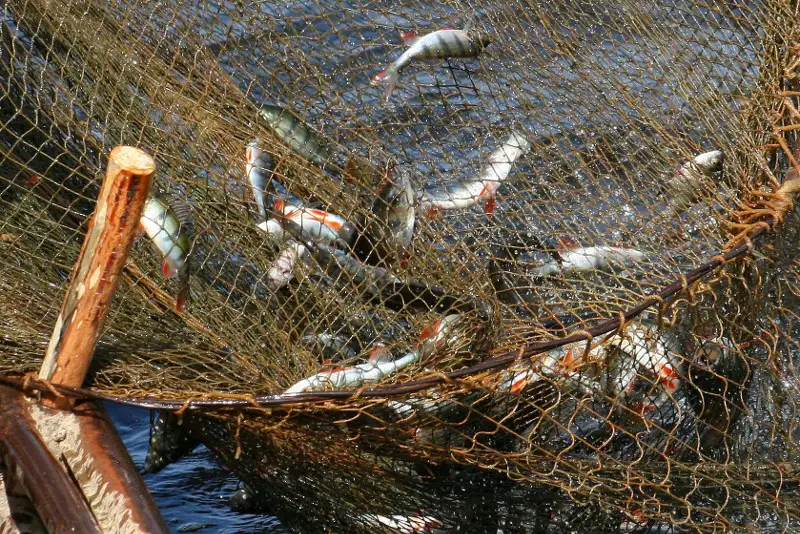 Из высыхающего водоема выловят всю рыбу в ВКО