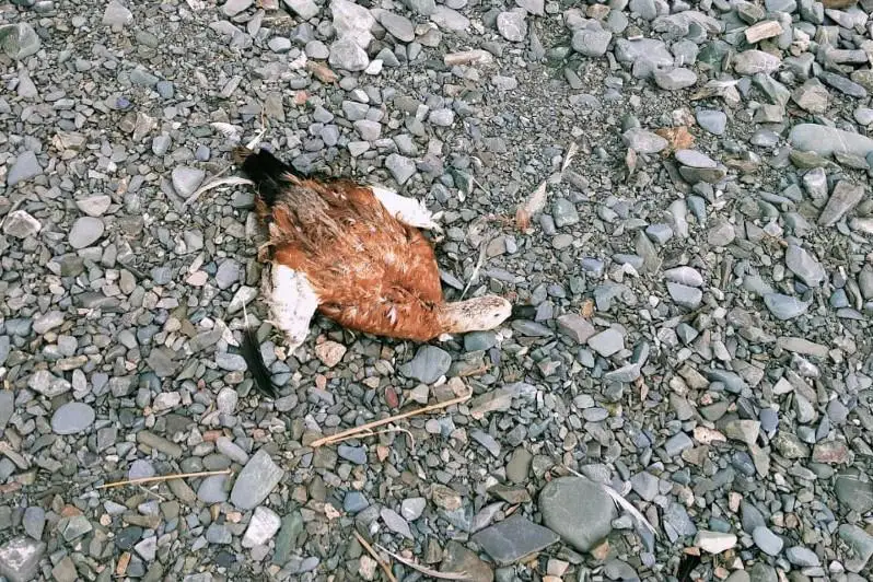 Гибель уток на Алаколе: опубликованы итоги проверки воды