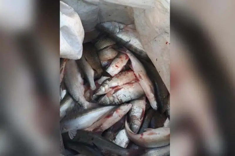 Браконьер с 650 кг рыбы задержан на озере Балхаш