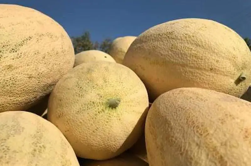 Более 457 тысяч тонн бахчевых собрали жетысайские аграрии