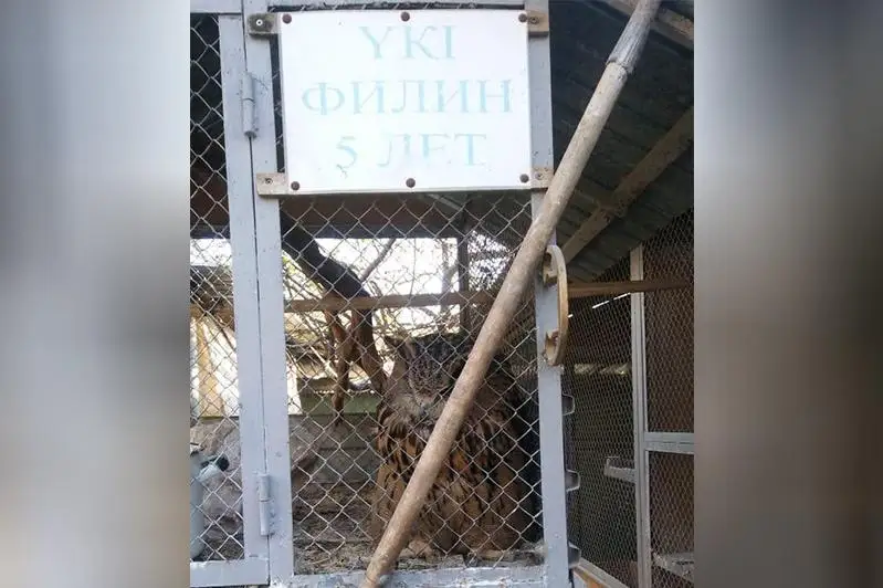 Краснокнижного филина обнаружили в одном из кафе в Туркестанской области