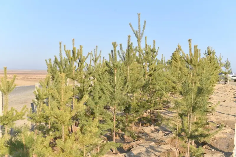 Более 4 млн саженцев планируют высадить в Туркестане