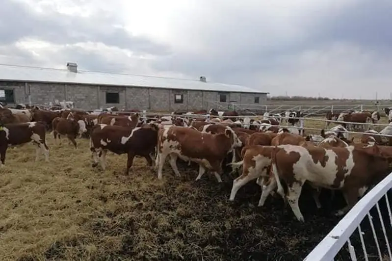 Житель ВКО украл скот в трех районах на сумму 1,2 млн тенге