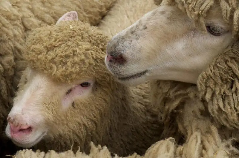 Карантин из-за овечьей оспы ввели в Атырауской области